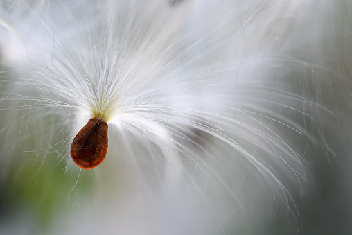 A milkweed seed on the move.