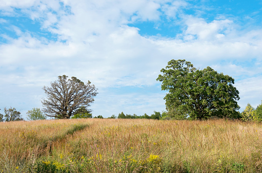 oak trees in open field of prairie grass in chaska minnesota