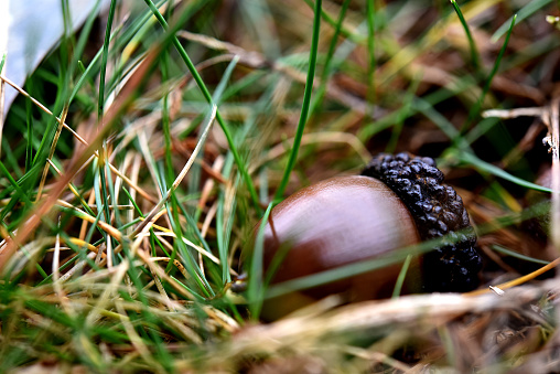 A acorn hidden in the grass.