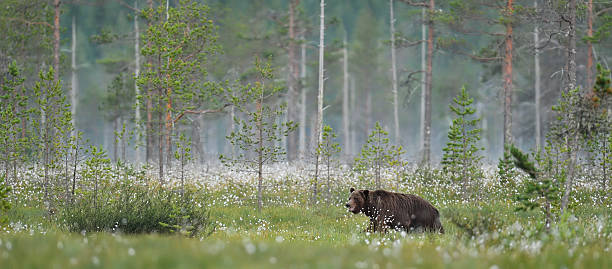 istock brown bear in a taiga landscape, misty morning, summer. 636888698
