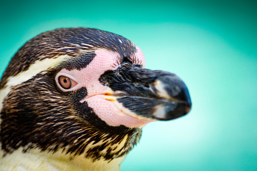 Humboldt Penguin close up of head and beak.