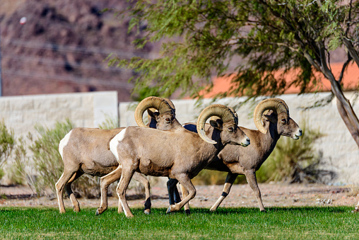 Group of Bighorn sheep ram in residential srea in Nevada