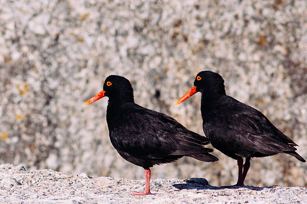 istock Eurasian Oystercatcher 636891034