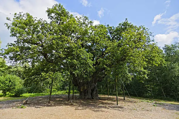 Photo of King of Oak Trees