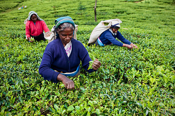 istock Tamil tea pickers collecting leaves on Ceylon 636893904