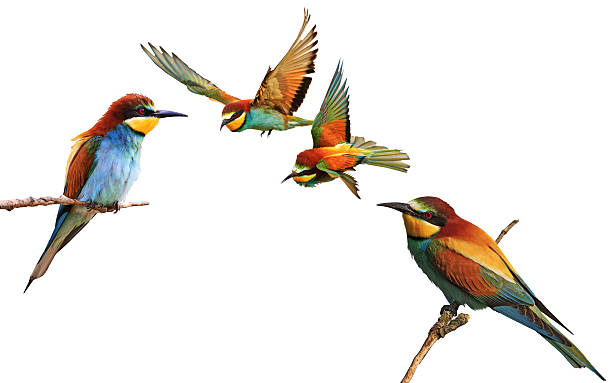 istock set of colored birds in different poses isolated 636894158