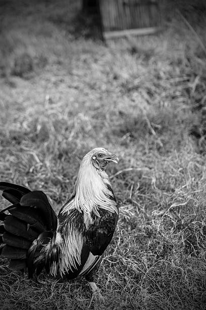 istock the fighting cock II 636895098