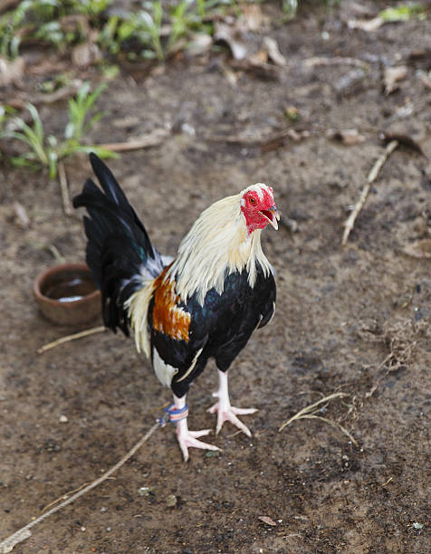 istock game-cock IV-sipalay 636895322