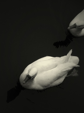 White Swans in a black lake - Cotia City - São Paulo State - Brazil