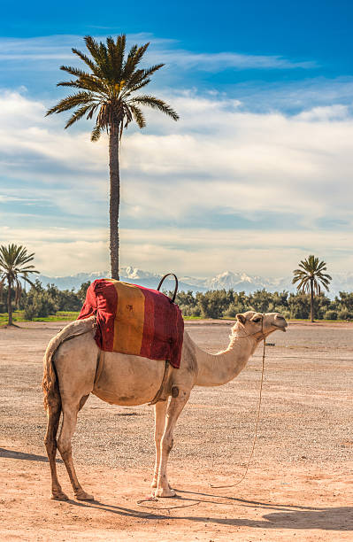 A camel in the contrasting landscape of sandy desert grounds in the foreground with lush olive and date palm trees and the snow capped Atlas mountains in the background. Marrakech, Morocco