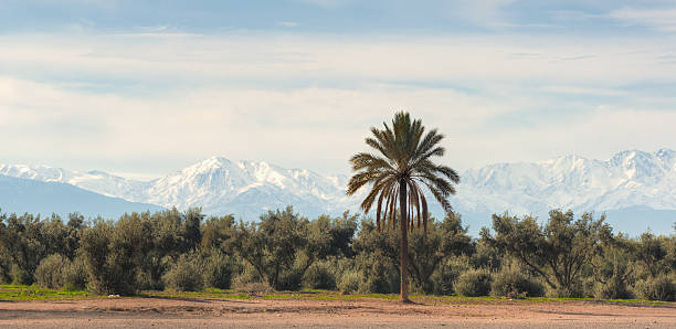 Contrasting view of the sandy desert grounds in the foreground with lush olive and date palm trees and the snow capped Atlas mountains in the background. Marrakech, Morocco