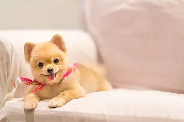 Photo of Cute Pomeranian dog smiling on the sofa with copy space