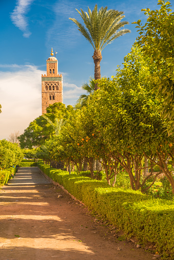 View of the  Koutoubia Mosque's (or Kutubiyya Mosque) minaret behind the orange tand date palm trees of the Lalla Hasna Park. The largest mosque in Marrakesh, Morocco. Ornamented with curved windows, a band of ceramic inlay, pointed merlons, and decorative arches. Completed under the reign of the Berber Almohad Caliph Yaqub al-Mansur (1184 to 1199), and has inspired other buildings such as the Giralda of Seville and the Hassan Tower of Rabat.