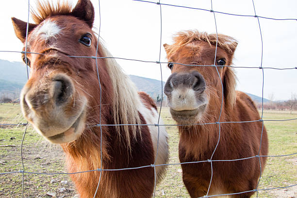 istock Two small ponies behind the fence 636900300