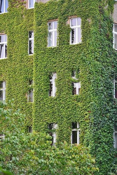 istock Urban House with Green Walls 636900746