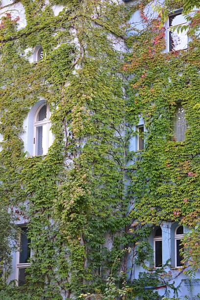 istock Urban House with Green Walls 636900882