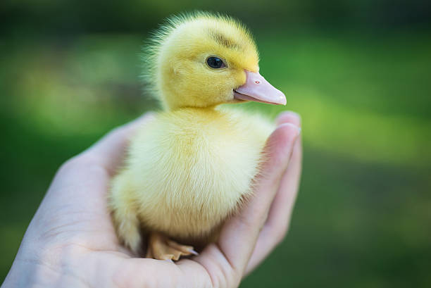 filhote de pato  - bird yellow child chicken - fotografias e filmes do acervo