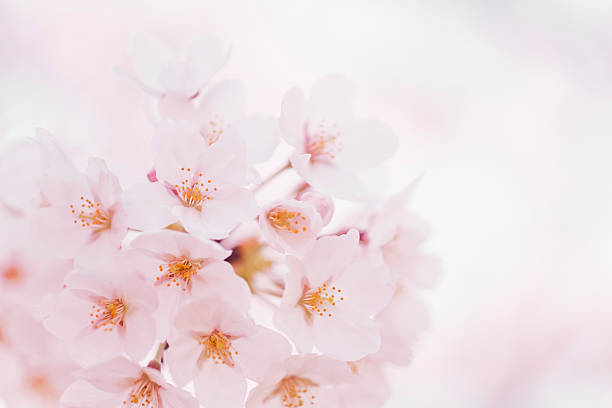 Pink Cherry Blossom Close Up
