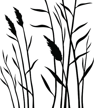 Silhouette of the reed isolated on white background. All branches are divided. Layers. Stock vector illustration.