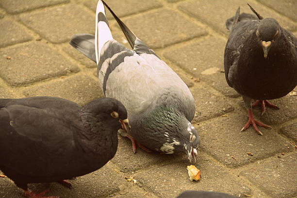 istock few pigeons in the park 636903038