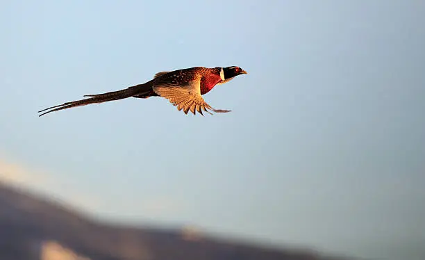 Male pheasant in flight with snow capped mountains in the background.