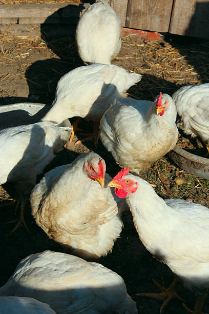 istock Hens in the poultry-yard 636903272