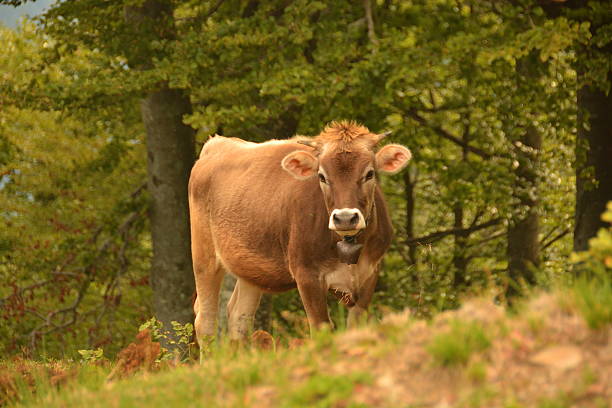 istock Cow in the Carpathian Mountains 636903362