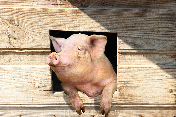 pig looks out from window of shed on the farm