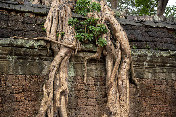 istock Angkor - Temple of Ta Prohm 636903660