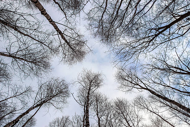 istock look up of birch trees in blue sky 636904954