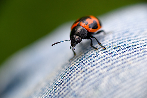 A milkweed bug strolling on my blue Jeans.
