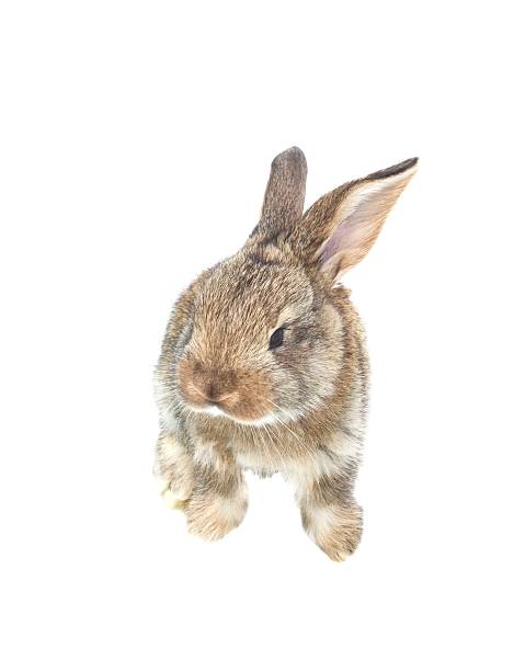istock Three and a Half Weeks Old,  Baby Flemish Giant Rabbit 636908006