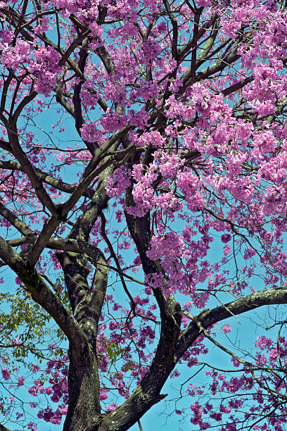 istock Flowery pink ipe under the cloudless blue sky 636908574