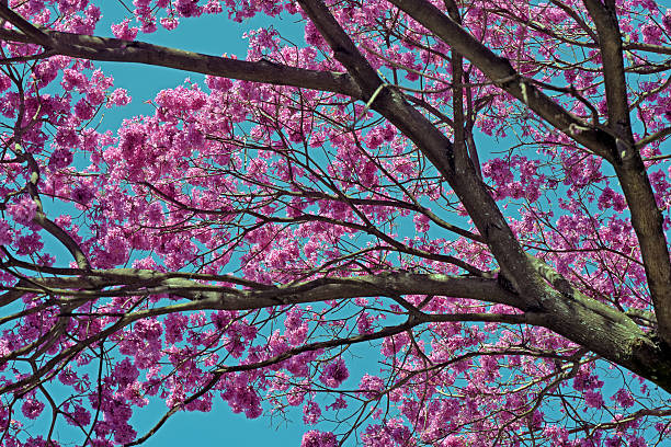 istock Flowery pink ipe under the cloudless blue sky 636908600