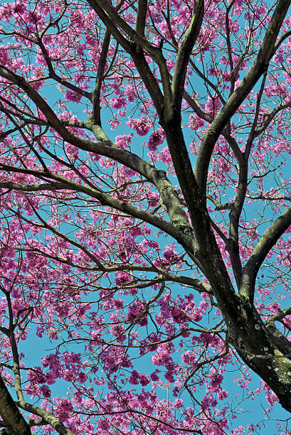 istock Flowery pink ipe under the cloudless blue sky 636908644