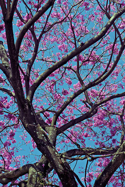 istock Flowery pink ipe under the cloudless blue sky 636908690