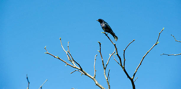 istock Shiny cowbird, the destroyer of eggs 636908780