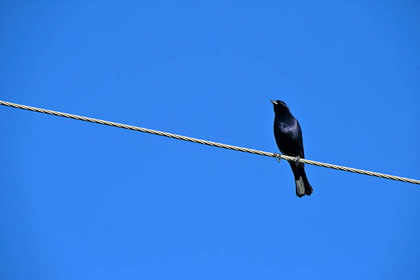 istock Shiny cowbird, the destroyer of eggs 636908856
