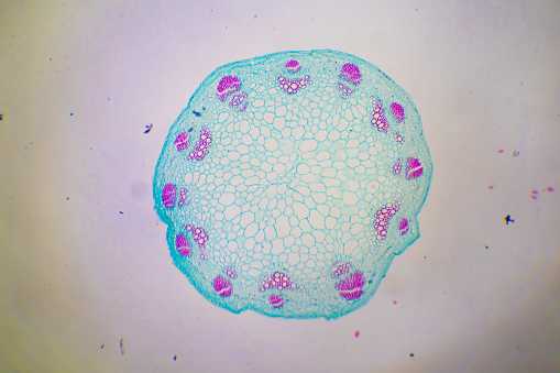 Microscopic image of Cucurbita