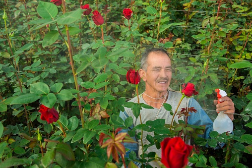 Farm worker, taking care of the red greenhouse roses, he is pouring fresh water to the plants. He is a very happy adult man.