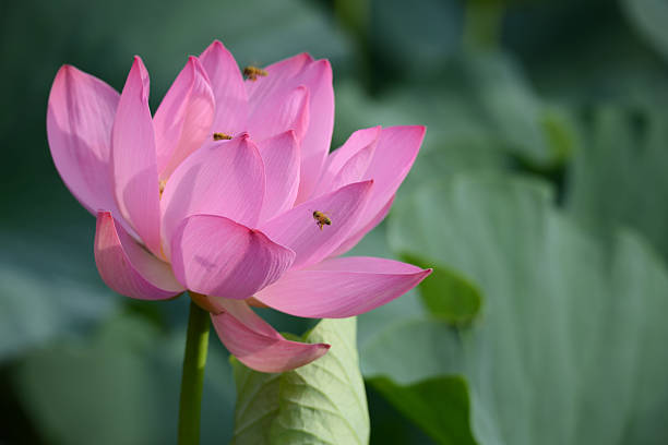 istock Blossom lotus flower 636911782
