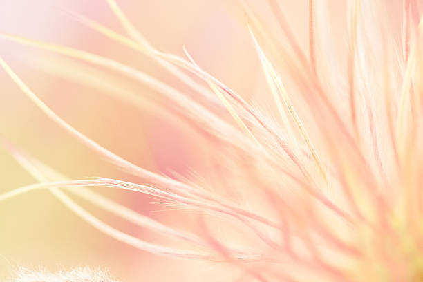 istock Ornamental Grass With Feathery Texture - Nature Background 636912464
