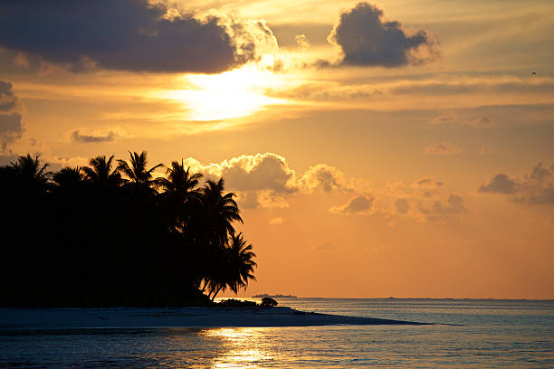 Tropical natural landscape with palm trees at sunset background, amazing tropic scenery, dark sky. Fantastic sunrise for vacation design. Concept of summer vacation and travel holiday. Copy text space