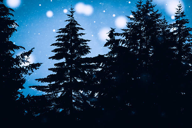 istock Winter Night In The Forest 636912904