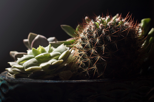 An assortment of succulents and a cactus