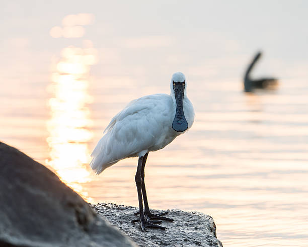 블랙힐스 단열재에 노랑부리저어새 in 센첸 china, - black faced spoonbill 뉴스 사진 이미지