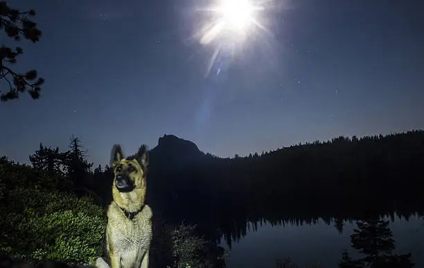 A Full Moon in Lake Tahoe lights up a high elevation lake, a german shephard, and the distant mountains. Stars are present