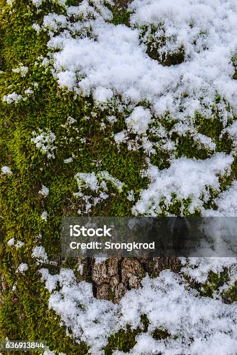 istock frozen snow flake cover in green moss in cold winter 636913844