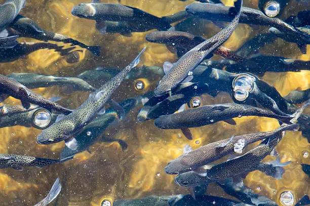 Young rainbow trout are swimming in a concrete channel at a fish farm.  The clear water has bubbles on the surface.  The fish are facing to the left.  The bottom of the raceway appears yellow.
