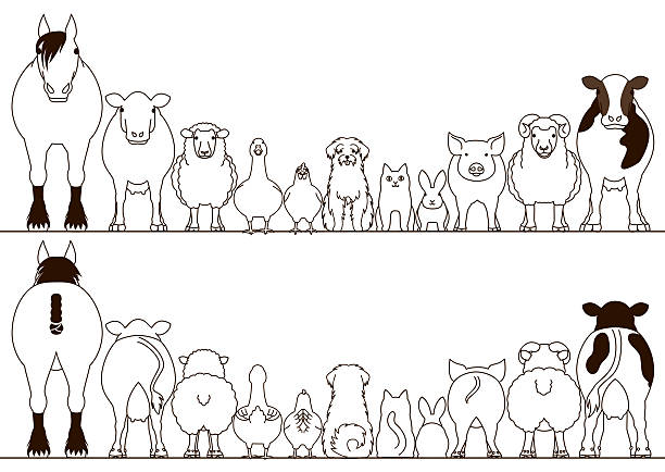 farm animals border set, front view and rear view farm animals border set, front view and rear view, line art. cow clipart stock illustrations